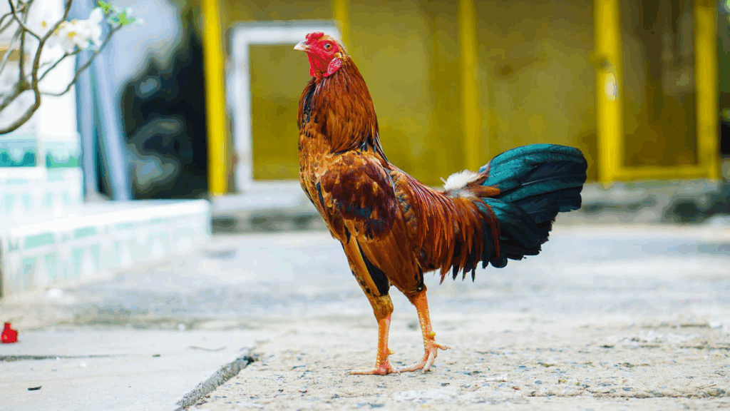 Giới thiệu thông tin về gà tre đá và giá gà tre đá trên thị trường